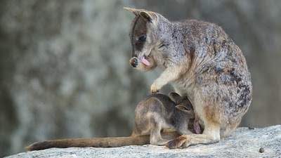 Petrogale+mareeba
