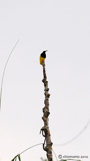 seleucidis_melanoleuca