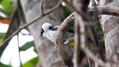 Arses+telescophthalmus++%5BJUN_3846%5D