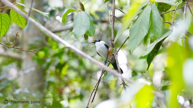 arses_telescophthalmus