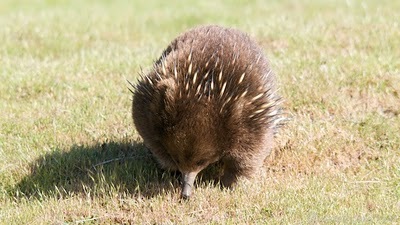 Tachyglossus+aculeatus++%5BJUN_5875%5D