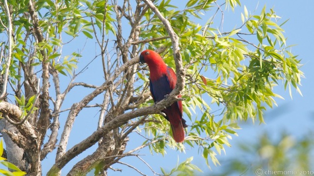 eclectus_roratus_1