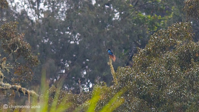 paradisaea_rudolphi