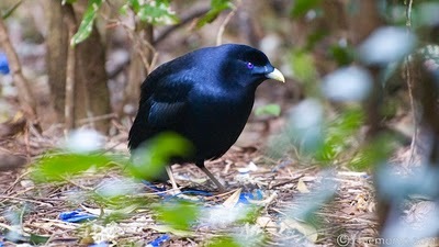 Ptilonorhynchus+violaceus++%5BJUN_7224%5D