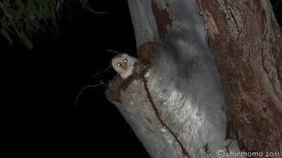 Tyto+javanica++%5BJUN_4565%5D