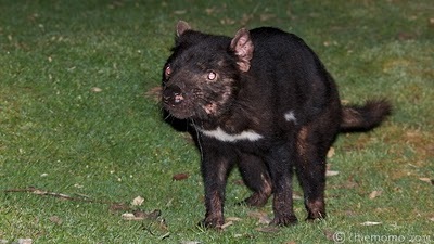 Sarcophilus+harrisi++%5BJUN_6063%5D