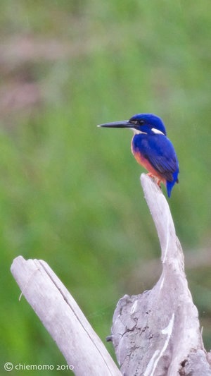 ceyx_azureus