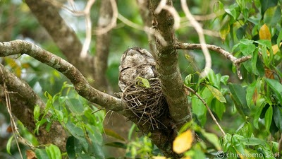 Podargus+papuensis