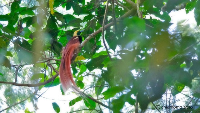 paradisaea_raggiana