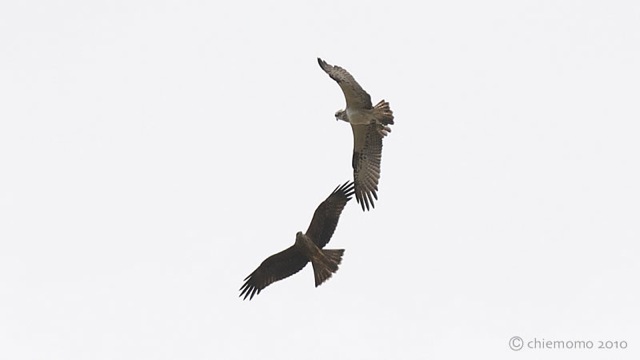 アサートン高原一日探鳥ツアー