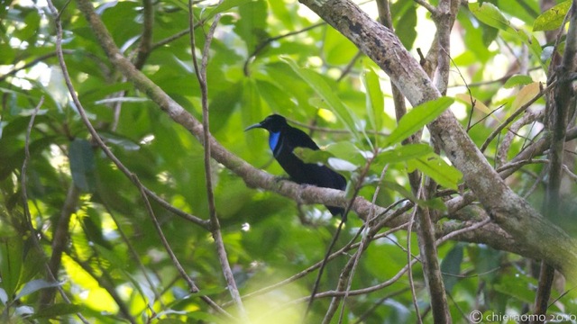 ptiloris_magnificus