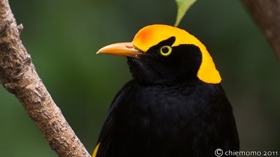 Sericulus+chrysocephalus++%5BJUN_7293%5D
