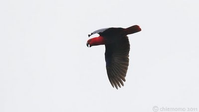 Eclectus+roratus