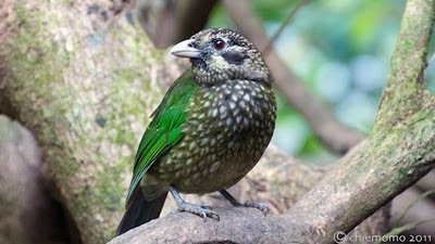 ケアンズ周辺4日間ツアー報告