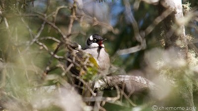 Melithreptus+validirostris++%5BJUN_5589%5D