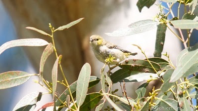 Pardalotus+quadragintus++%5BJUN_5515%5D