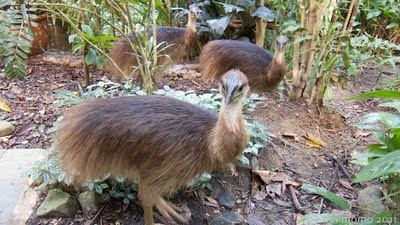 ケアンズ半日バードウォッチングツアー報告