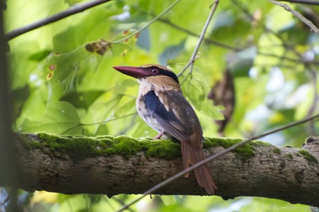 Cittura cyanotis