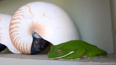 Litoria+infrafrenata