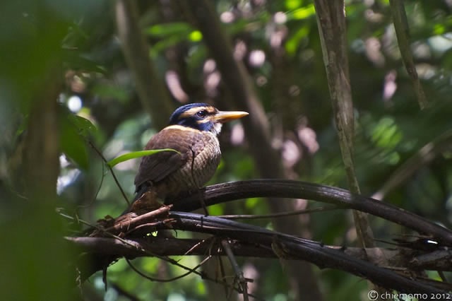 Actenoides princeps