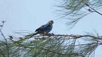 Platycercus+adscitus