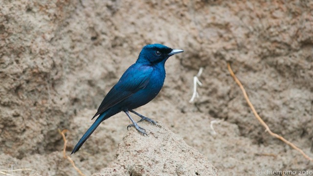 ケアンズ周辺探鳥