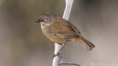 Sericornis+humilis++%5BJUN_5638%5D