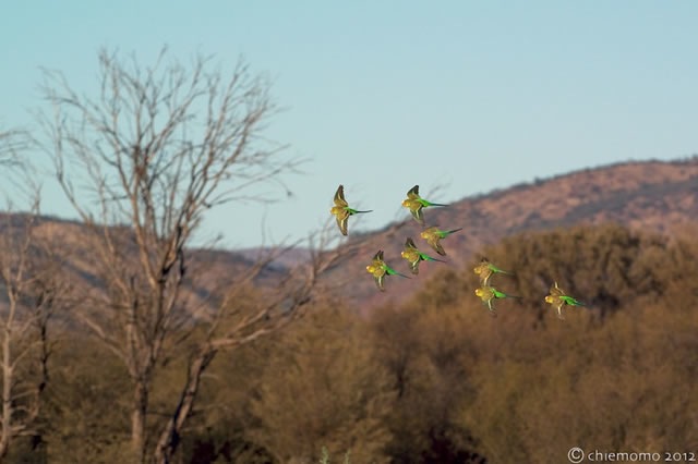 Melopsittacus undulatus (5)