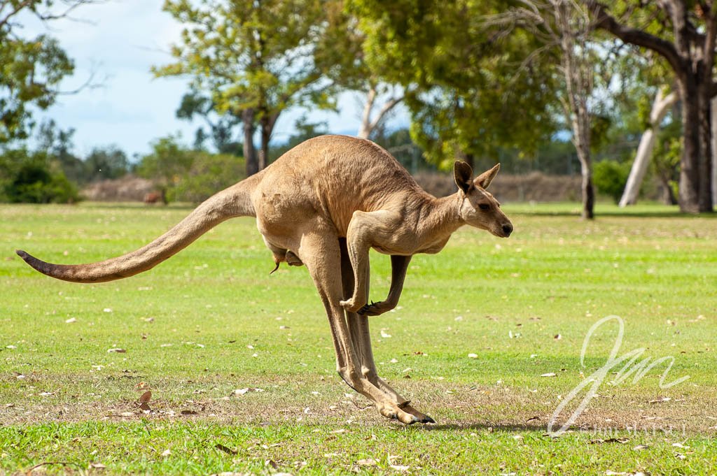 オオカンガルー