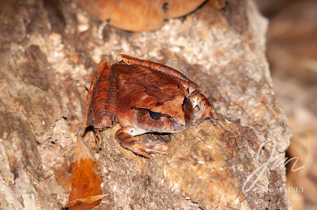 Northern Barred Frog