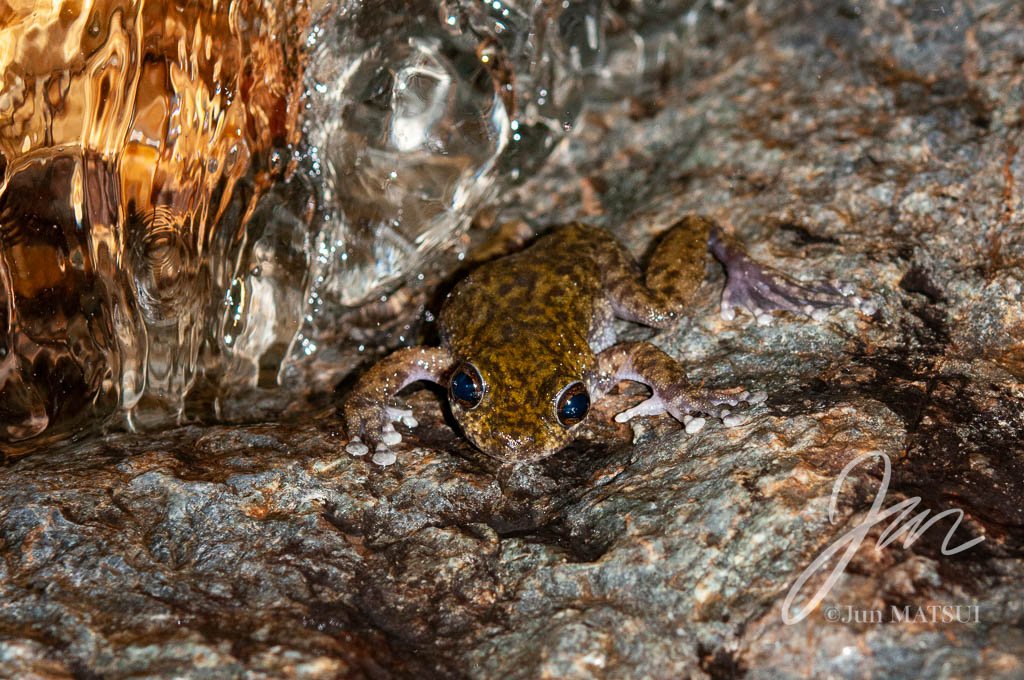 Waterfall Frog