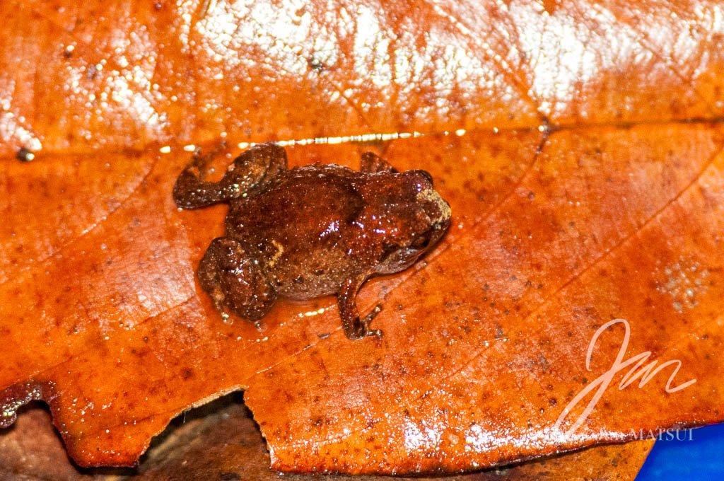 Hosmer's Frog