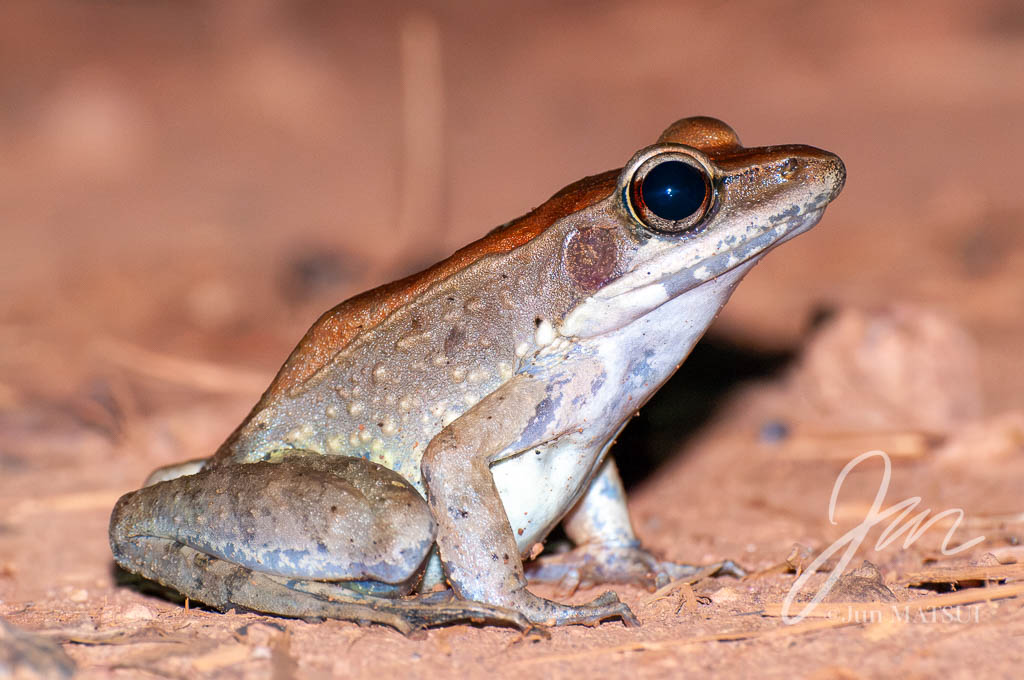 Australian wood frog