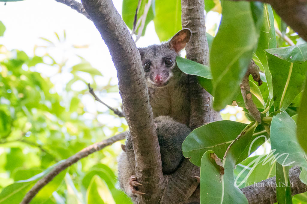 Northern Brushtail Possum