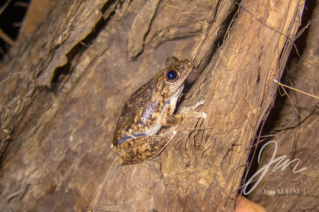 Fringed Tree Frog