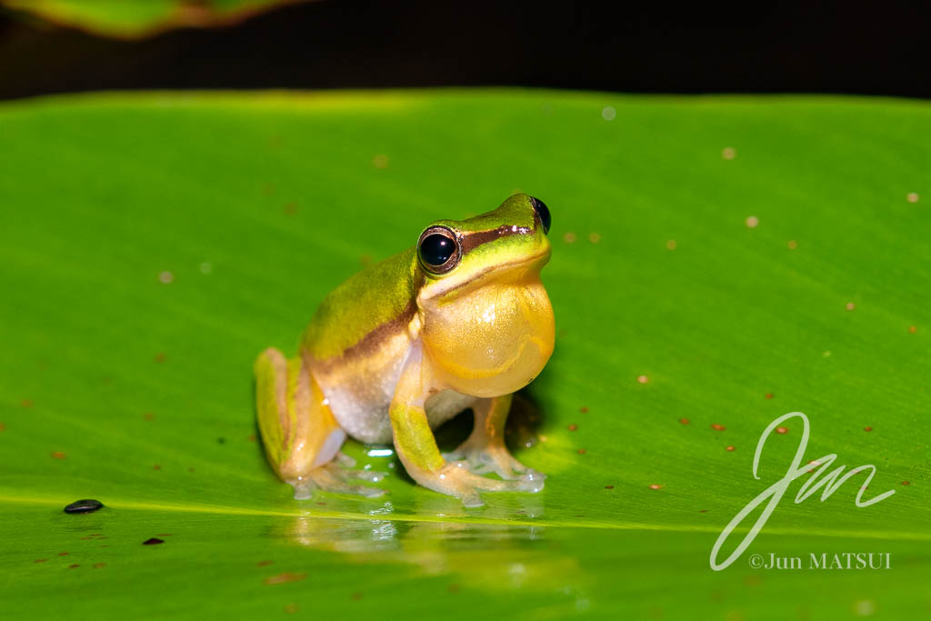 Eastern Dwarf Tree Frog