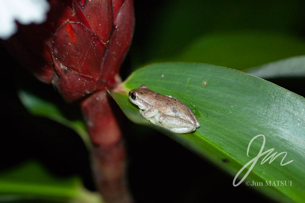 Northern Dwarf Tree Frog
