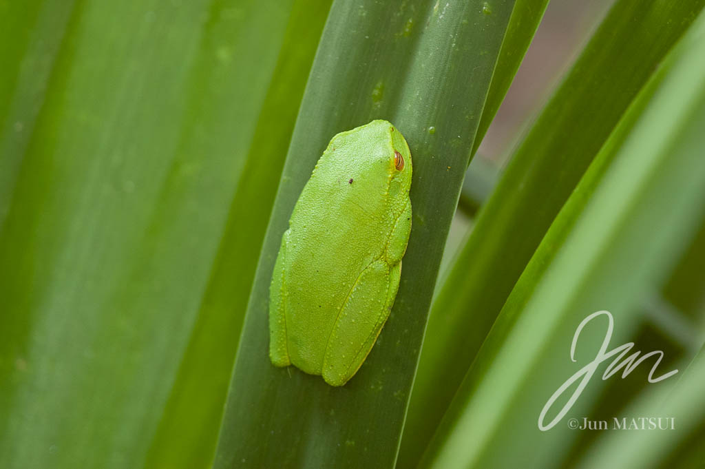 Dainty Tree Frog