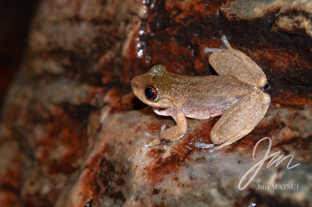 Creek Frog