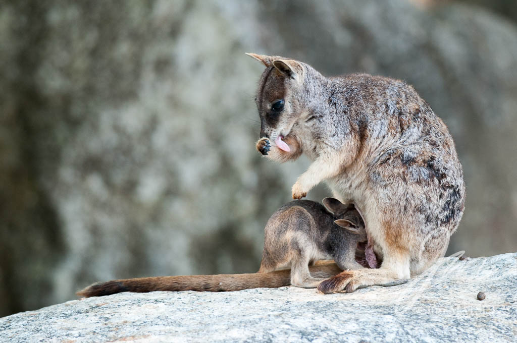 マリーバイワワラビー