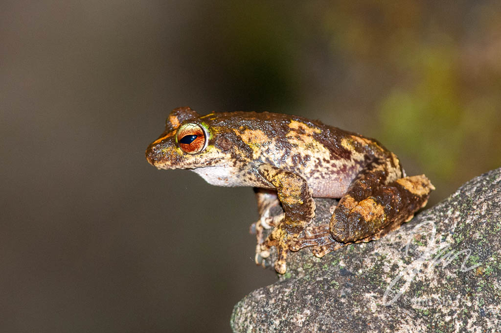 Green-eyed Tree Frog